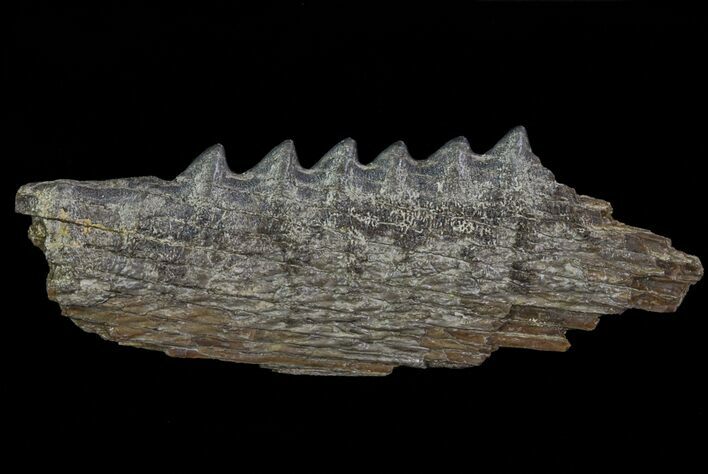 Cretaceous Swordfish (Protosphyraena) Pectoral Fin - Kansas #64316